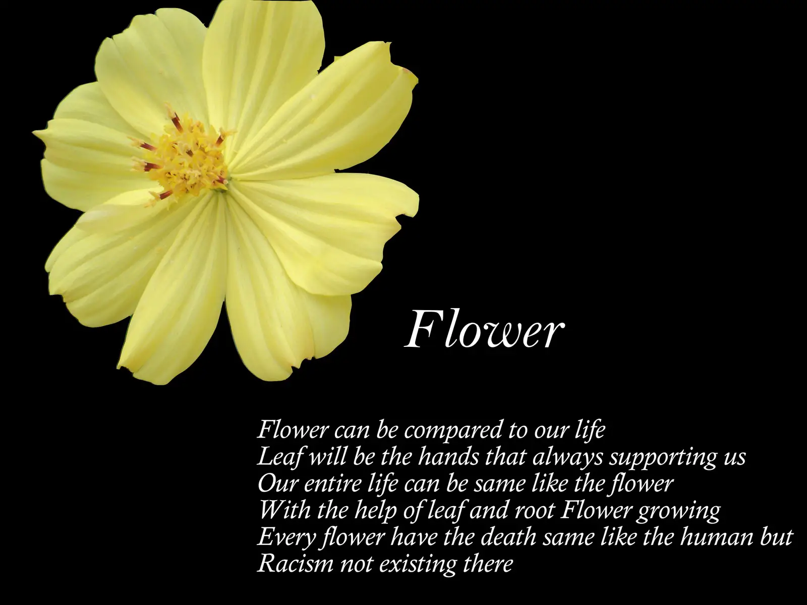 Черный цветок текст. Flowers poem. Poems about Flowers in English. Flower Poetry. Poems about White Flowers.
