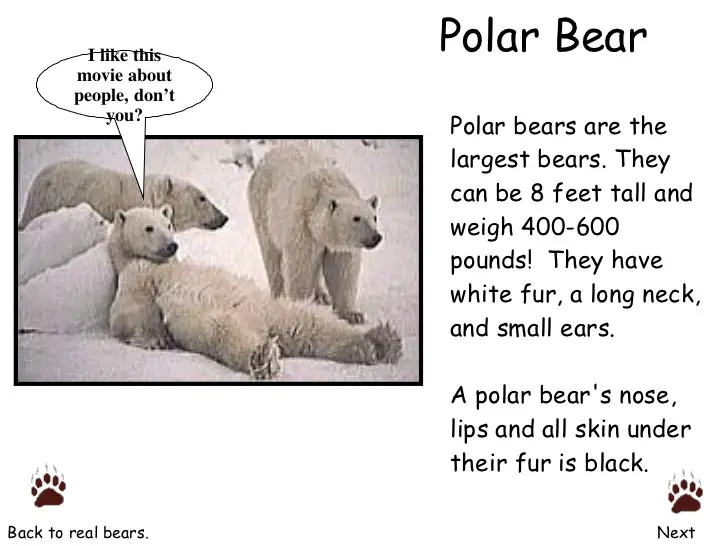 Under bear перевод. Polar Bear poem. Английский текст Polar Bear. О Полярном медведе на английском языке. Poem about Bear for Kids.