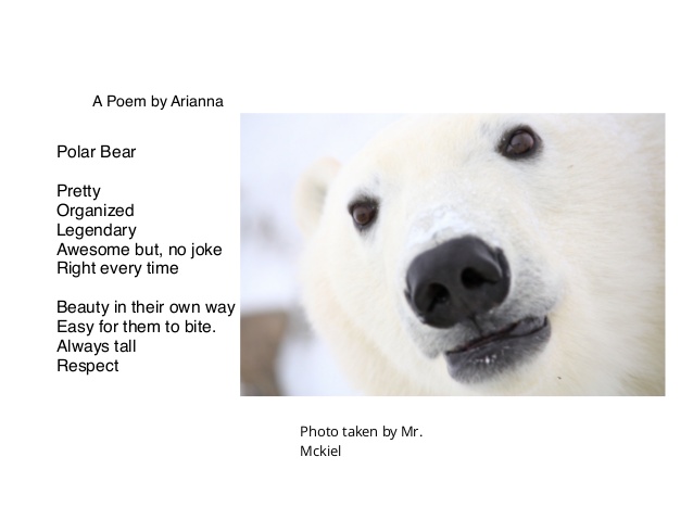 Мишка перевести на английский. Polar Bear poem. Английский текст Polar Bear. Полярный медведь на английском. Текст про полярного медведя на английском.