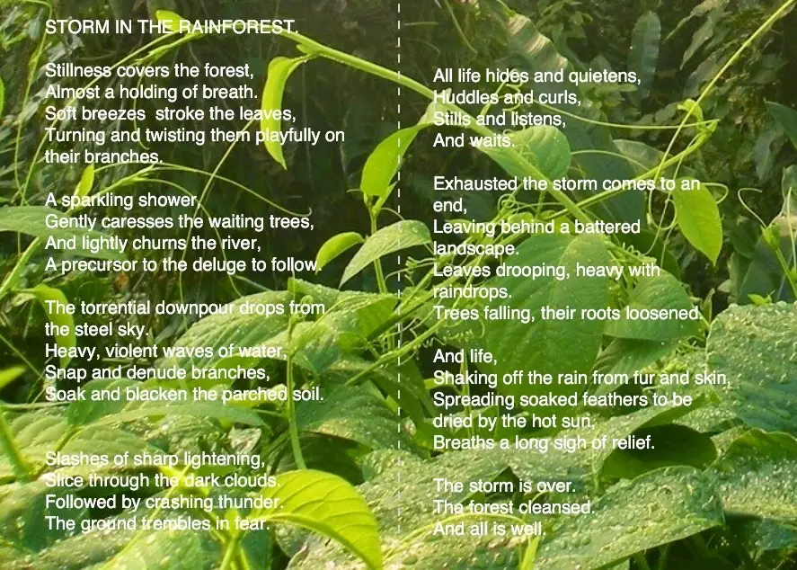 Rainforest Senses Poem
